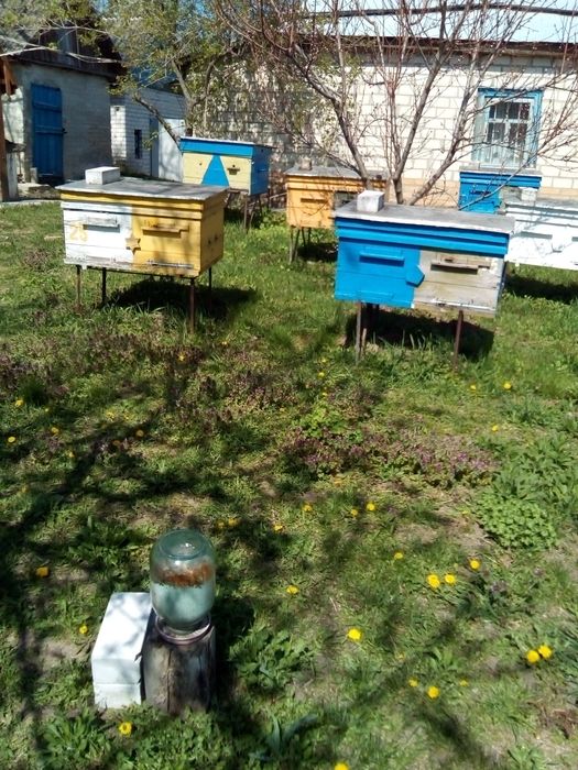 Вулики системи дадан