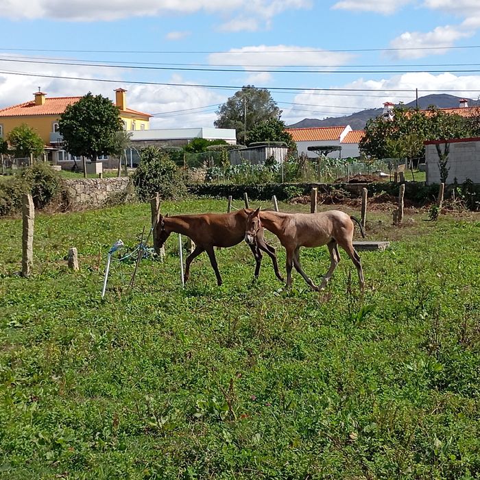 Poldro PSL  letra V.