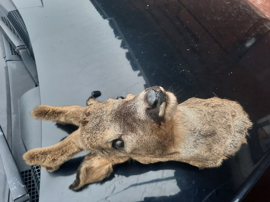 Продам голову косулі в хорошому стані