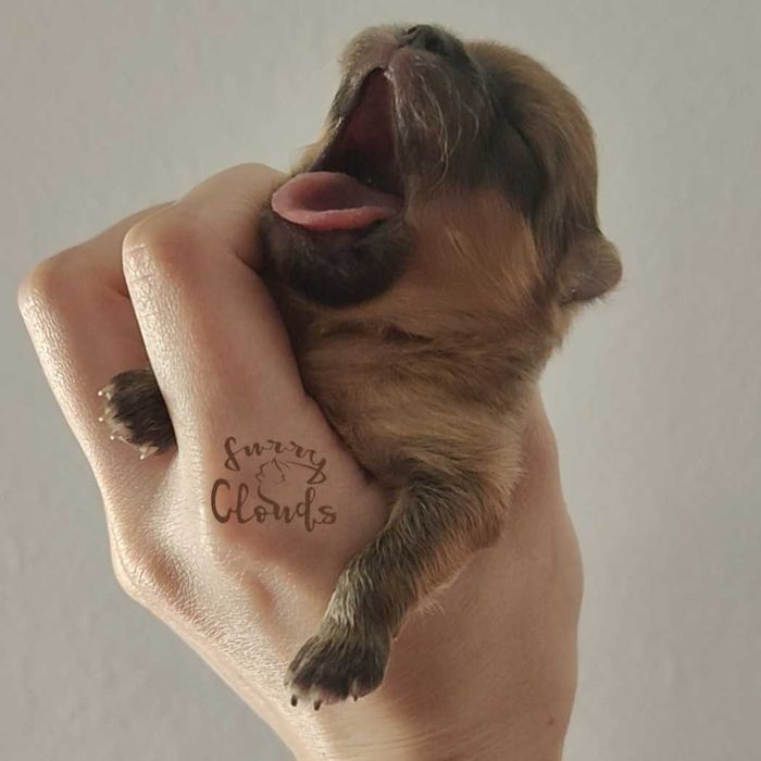 Pomeranian/Szpic miniaturowy ZKwP/FCI suczka