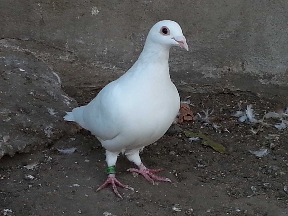 Gołębie pocztowe białe
