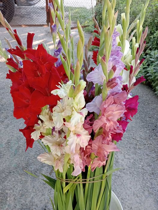 Продам луковицы гладиолуса