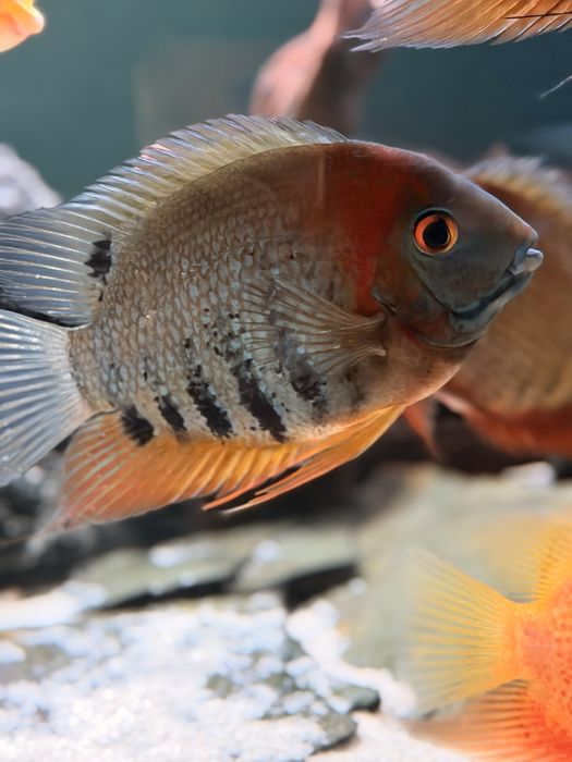 Pielęgnica Severum  red 12 szt