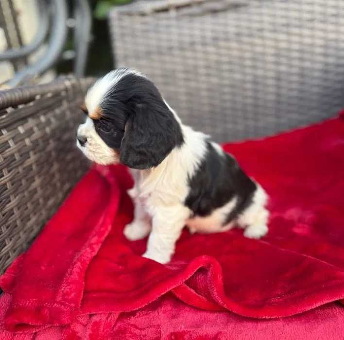 Cavalier King Charles