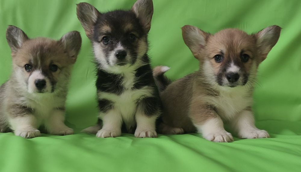 Мальчики и девочки корги.