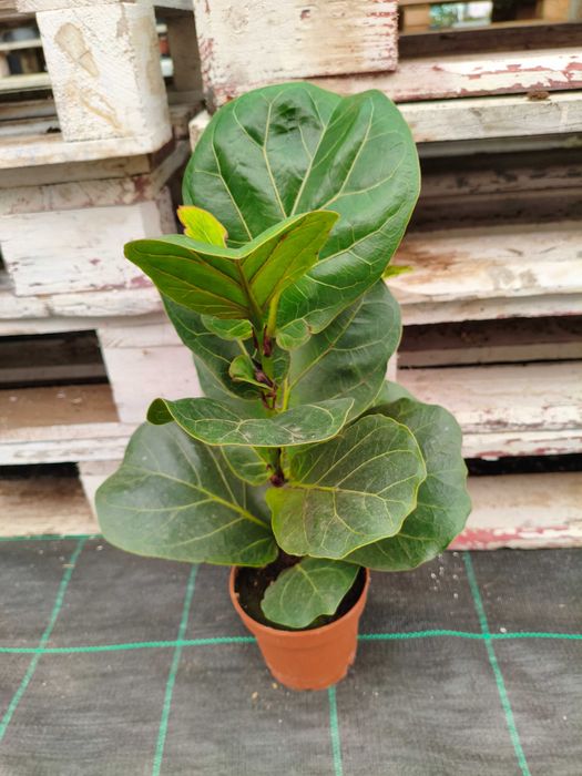 Ficus Lyrata (Figueira Lira) - planta em vaso