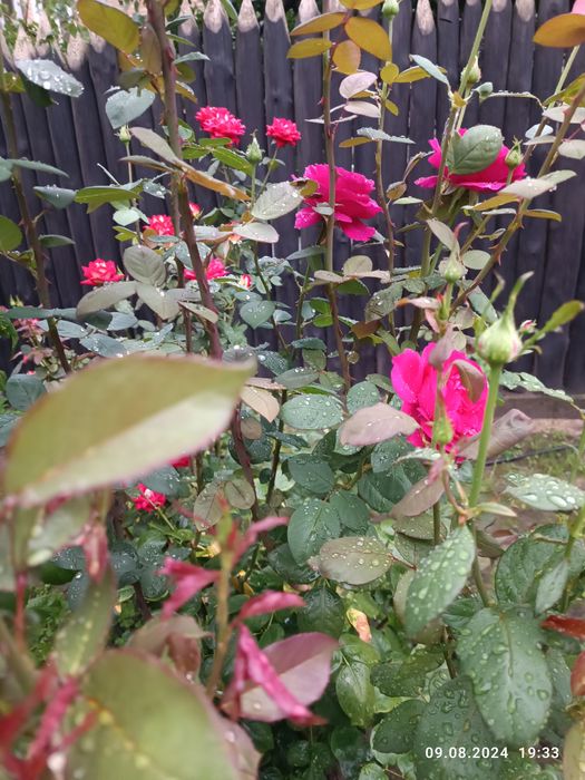 Розы букеты на праздник