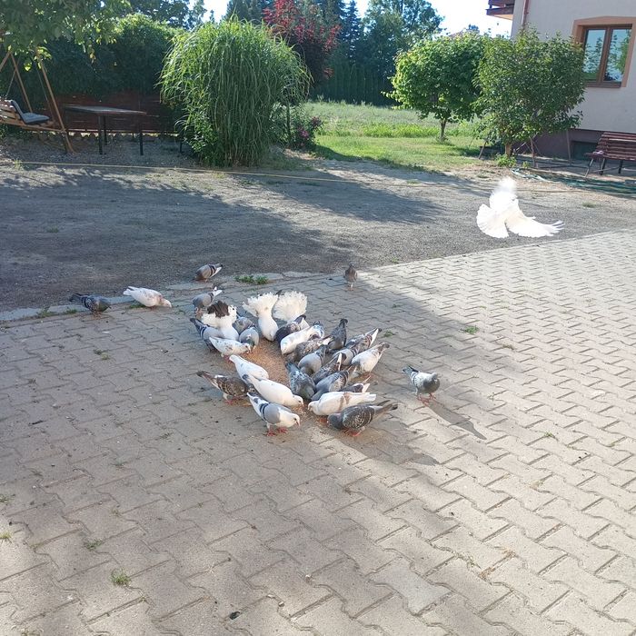 Gołębie różne rasy