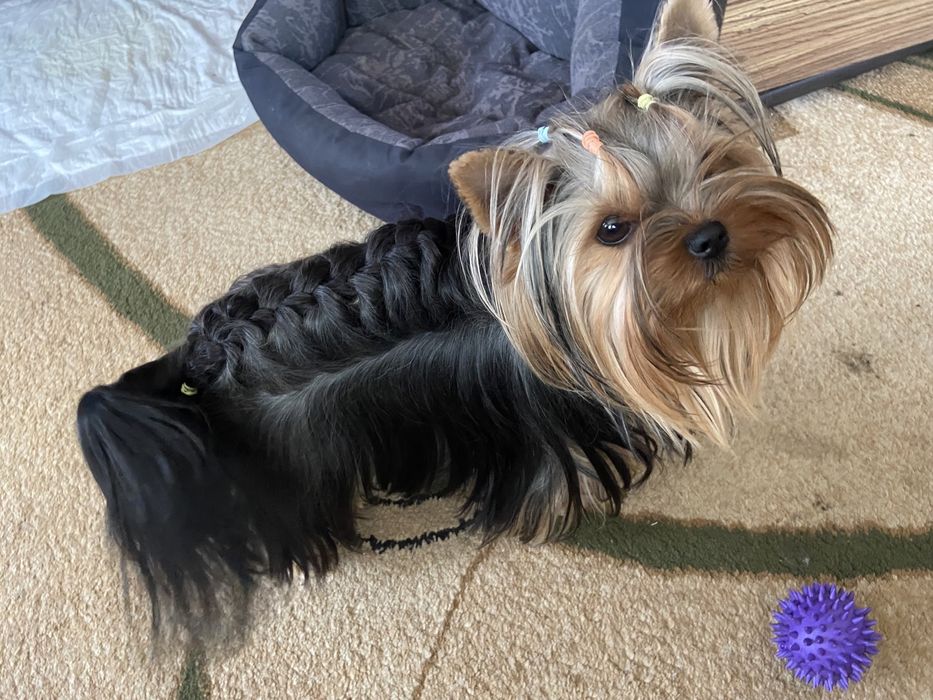 Хлопчик йоркширський тер‘єр