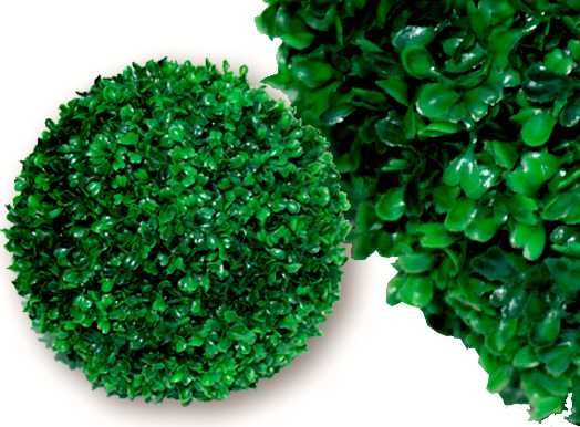 bukszpan dwie sztuki średnica ok 35 cm