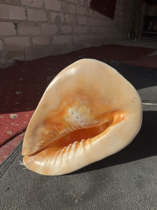 Мушля велика Касіс, Cassis,(Кассис) 30 см без сколов