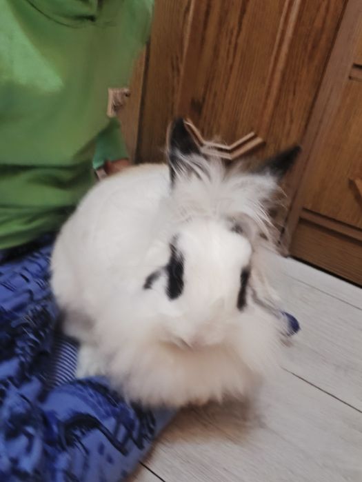 Króliczki miniaturki samiczki