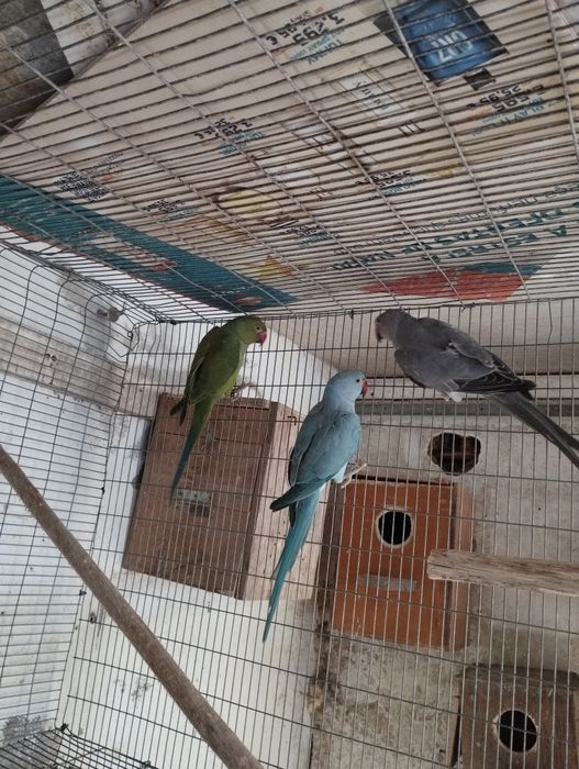 Rings necks para trocar