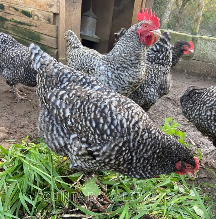 Ovos férteis e pintos de raça