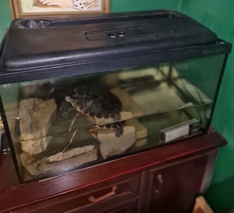 Żółw chiński wodno-lądowy wraz z akwarium