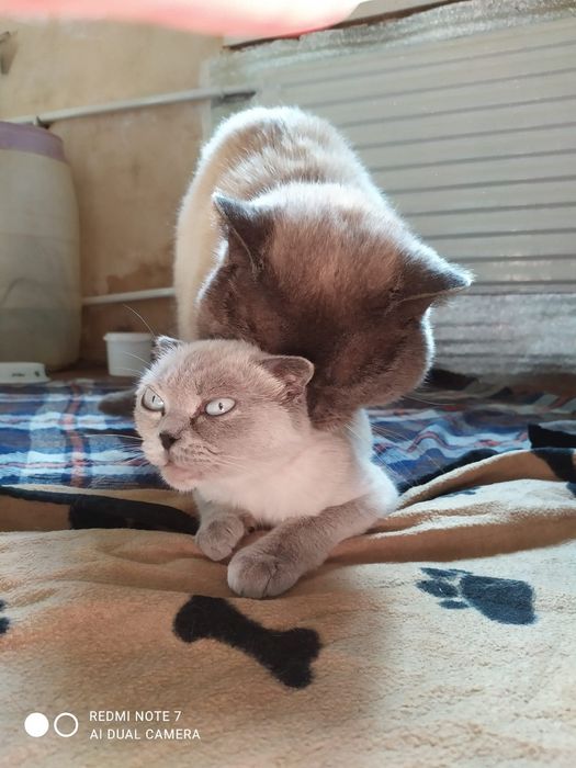 Шотландський прямовухий/в'язка