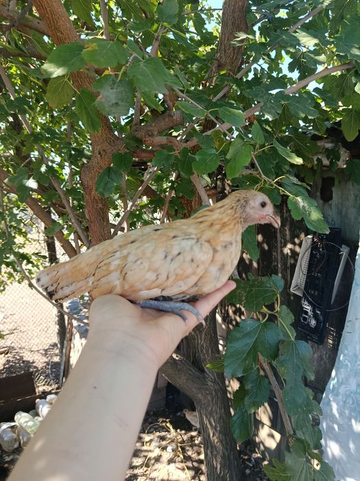 продам инкубационное яйцо бентамок