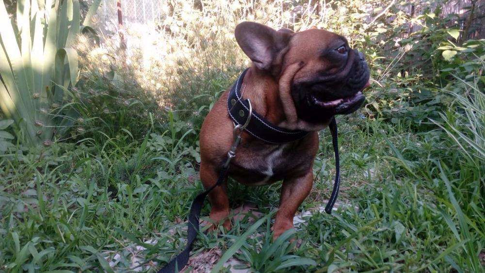 Кобель для вязки франзуский бульдог ,КСУ, Красно махогонный ,титулован