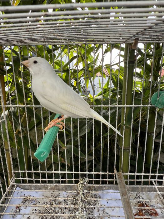 Troco Canário Branco Galador por Pintassilgo Galador