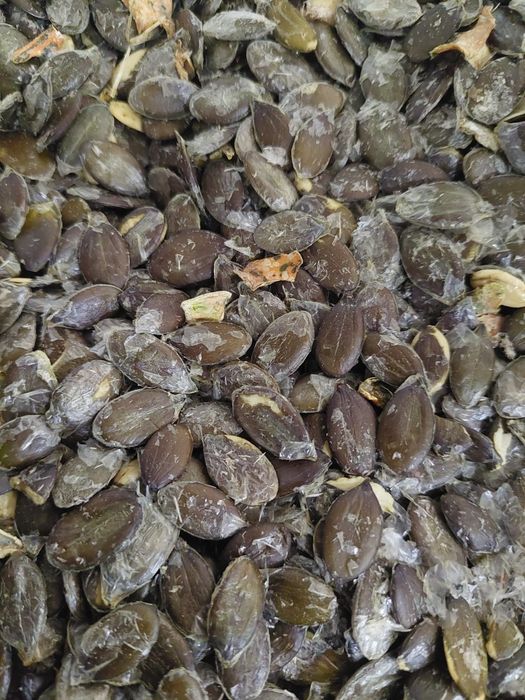 Sprzedam pestkę dyni różne gatunki olejowa, piekarnicza