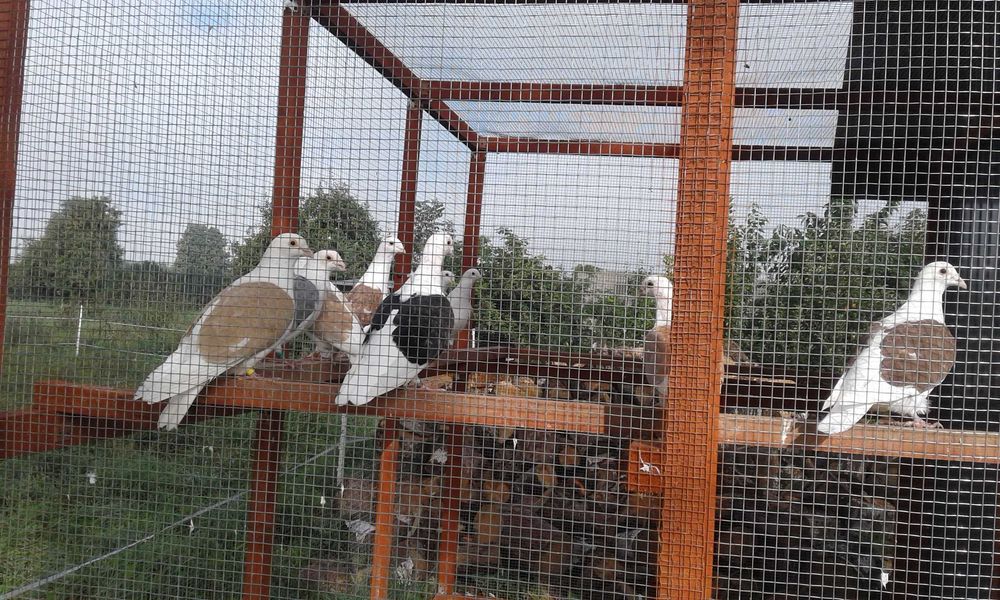 Sprzedam Gołębie Śląskie Tarczowe