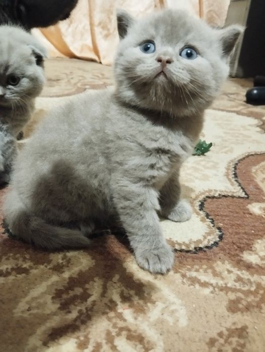 Британське кошеня котята коти котики
