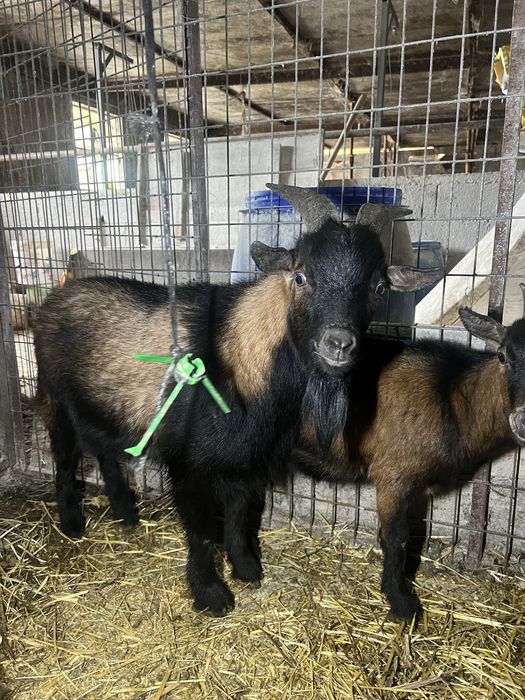 Vendo ou troco macho cabrito anão