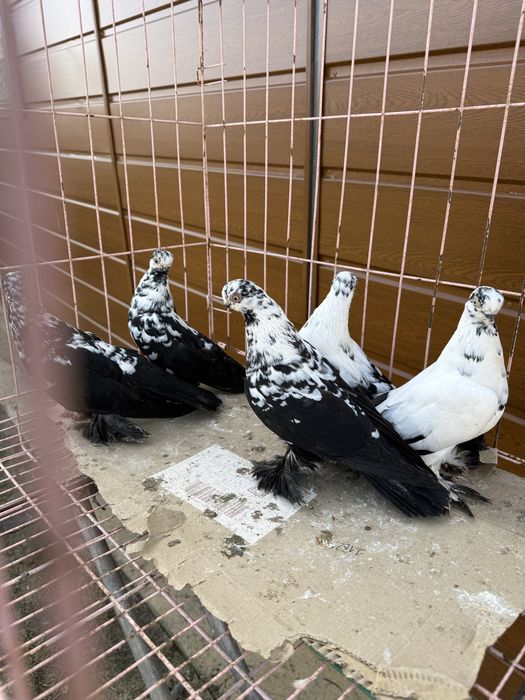 Sprzedam motyle warszawskie czarne