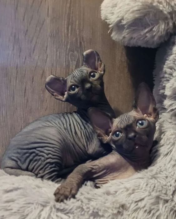 Шикарные эльфы и канадцы