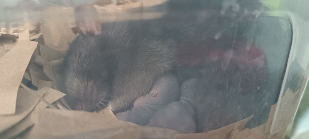 Щури пацюки Дамбо Рекс