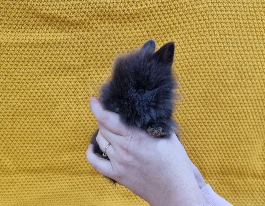 Królik Teddy miniaturka