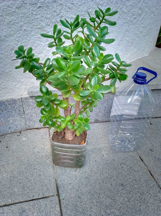 Jade / Crassula com mais de 6 anos