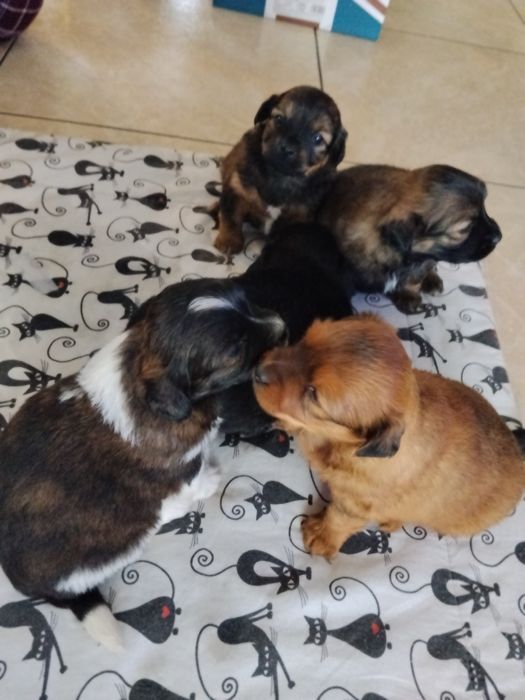 Szczeniaczki do oddania za darmo