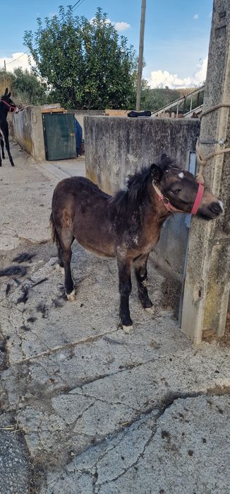Ponei macho com olho azul
