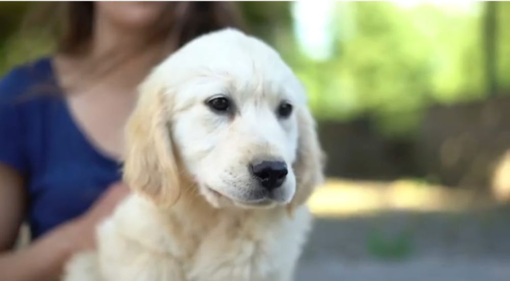 Golden Retriever com LOP