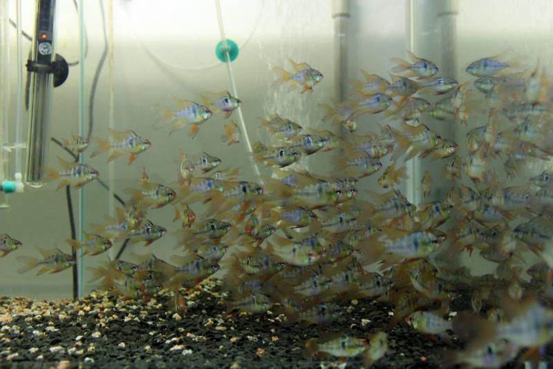 Апистограмма, электрик блю.