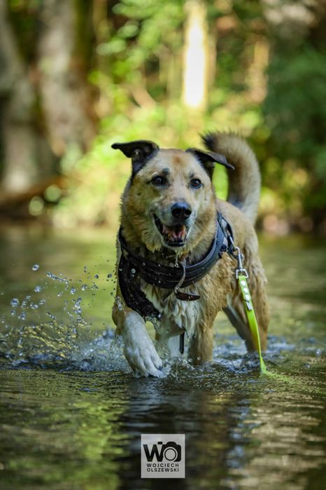 RUDOLF - piękny i spokojny pies