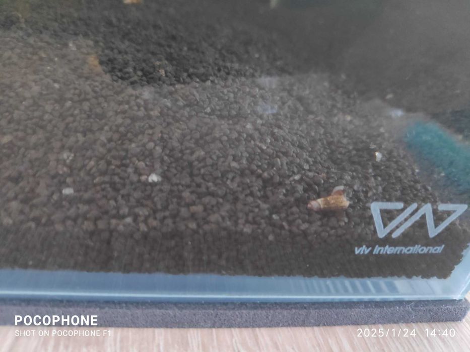 Ślimak świderek czyściciel akwarium