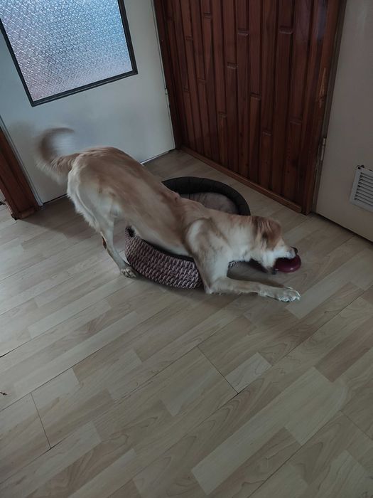 Pies o imieniu Daisy, miły i przyjazny dla każdego