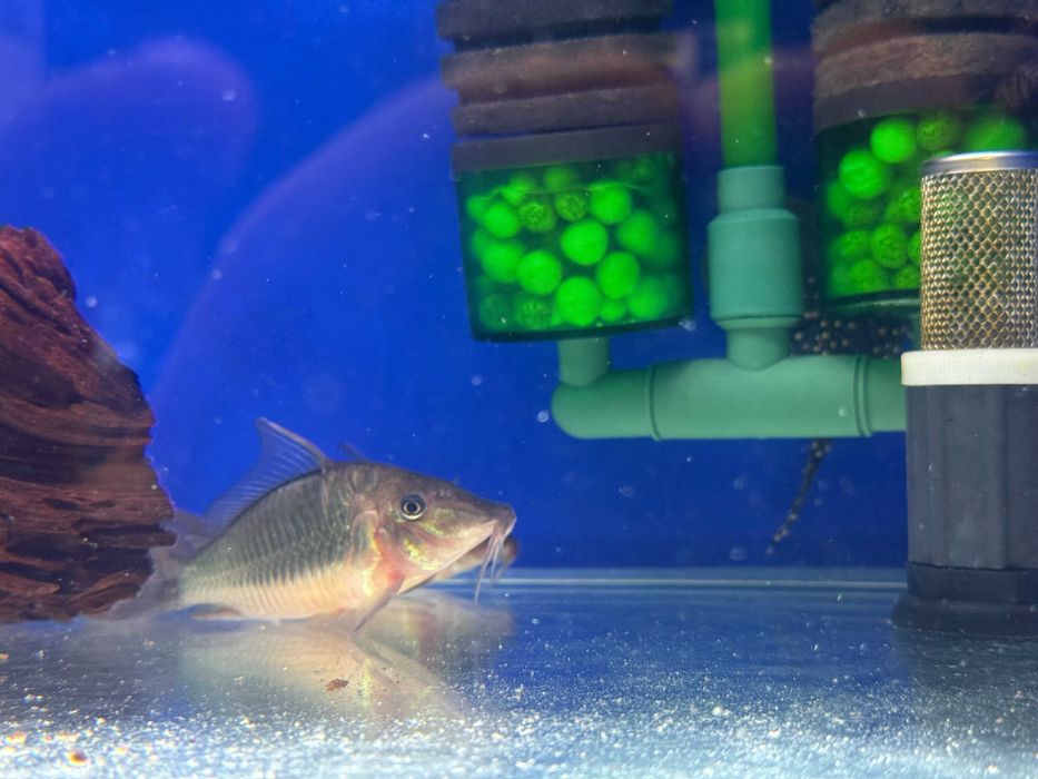 Brochis multiradiatus Kirys 10cm