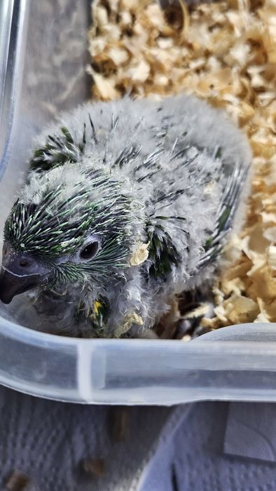 Loris Molucanos  para acabar de criar a mão