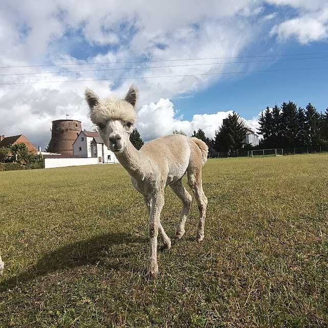Alpaka samiec (Huacaya)