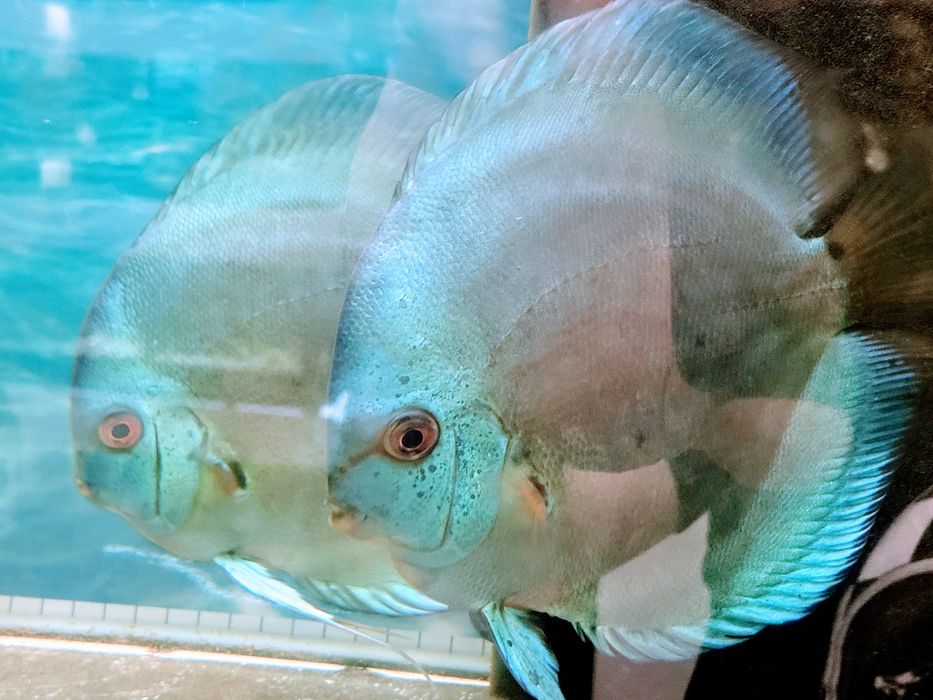 Dyskowce Blue diamond, turkus, pigeon, checkboard, melon, white, Red