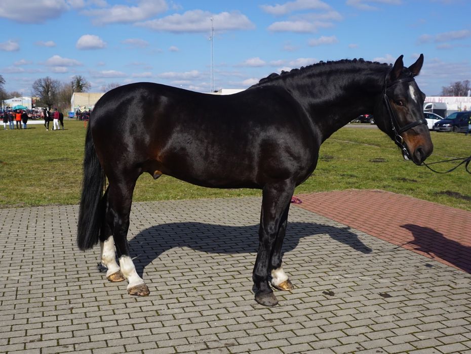 ogier śląski z licencją Dantes ŁL