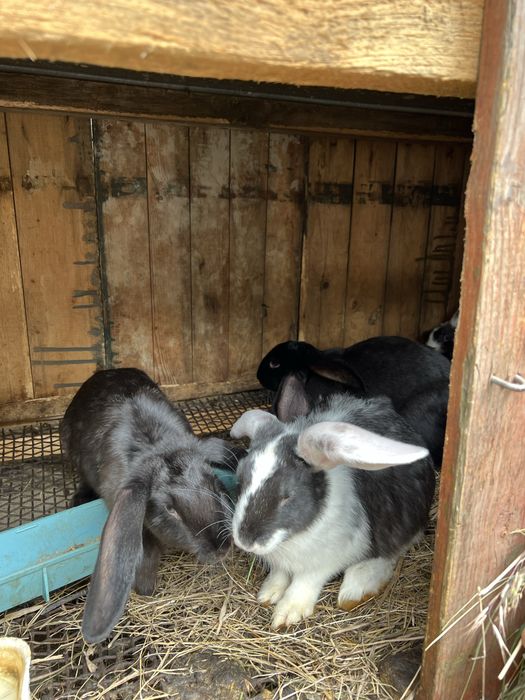 Кролі на розведення