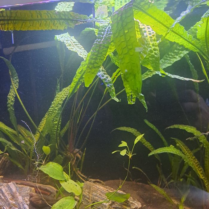 Roślina akwariowa kryptokoryna