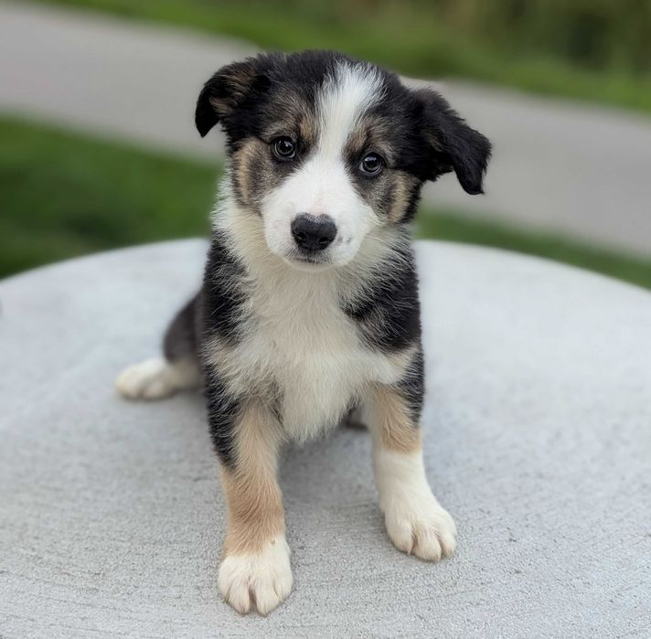 Border collie sunia suczka tricolor przebadani rodzice do odbioru