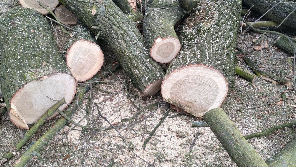 Drzewa świerzo ścięte, Dąb, Jesion, Wierzba