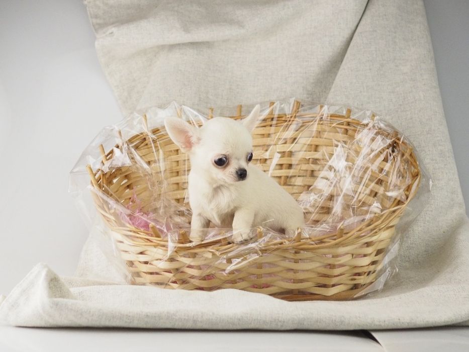 Chihuahua mini długowłosy , gładki