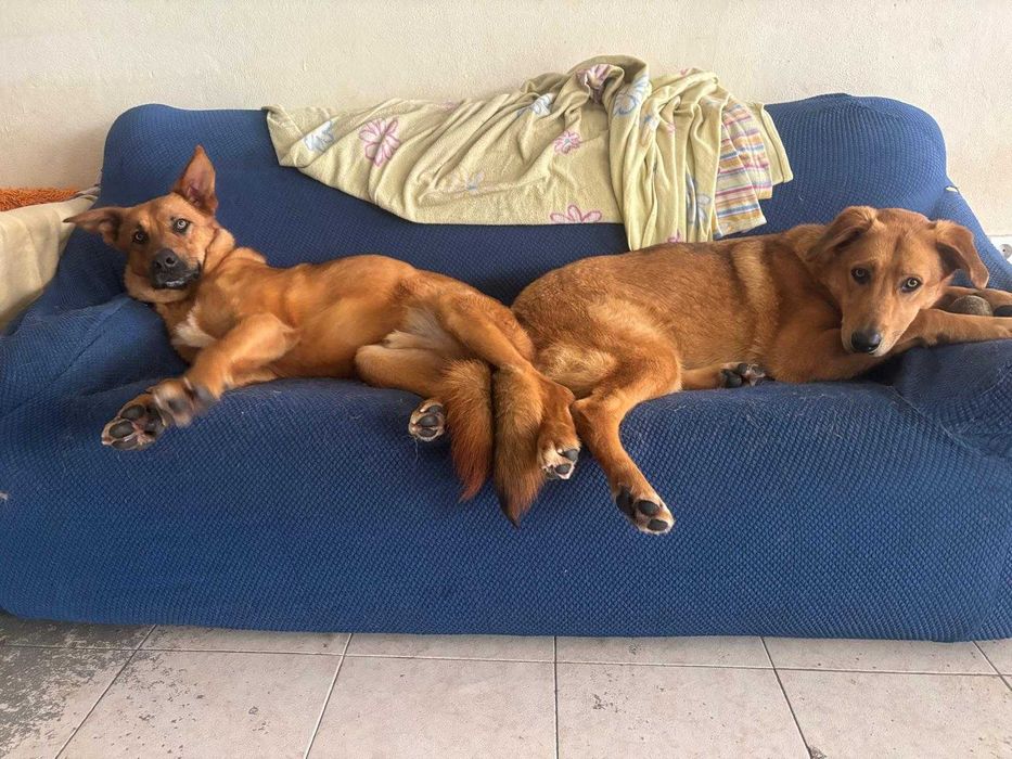 Irmãos para Adoção Conjunta